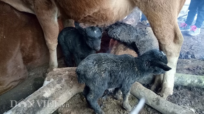 Chùm ảnh: Người dân Tây Bắc nhường áo rét mặc cho gia súc giữ ấm